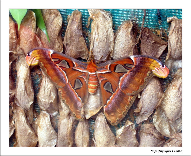 2005 - 08 - KUL - parc animalier  - 02.JPG